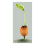 sproting seed pod